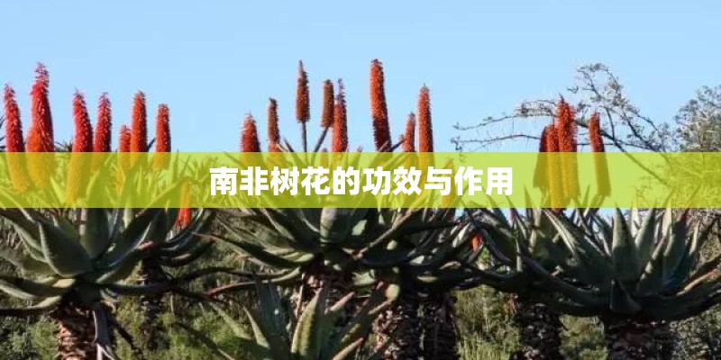 南非树花的功效与作用 南非树花的功效与作用