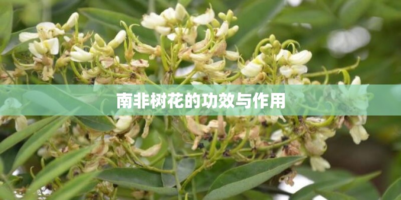 南非树花的功效与作用 南非树花的功效与作用