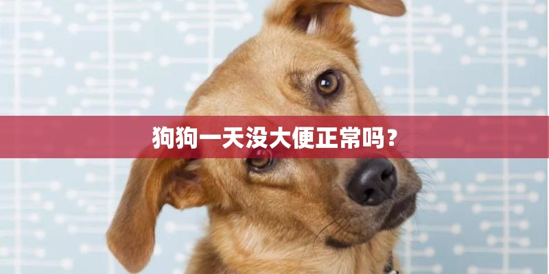 狗狗一天没大便正常吗？