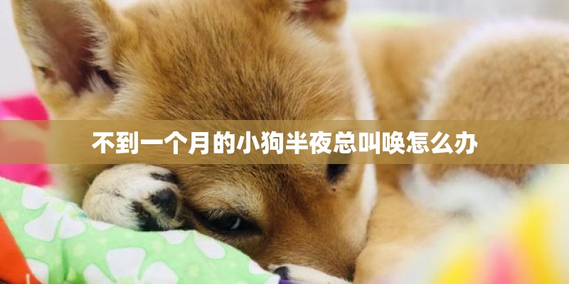 不到一个月的小狗半夜总叫唤怎么办 不到一个月的小狗半夜总叫唤怎么办