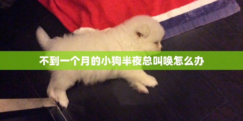 不到一个月的小狗半夜总叫唤怎么办 不到一个月的小狗半夜总叫唤怎么办