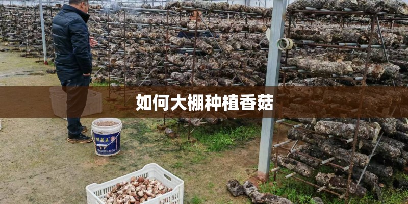 如何大棚种植香菇