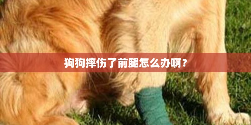狗狗摔伤了前腿怎么办啊？