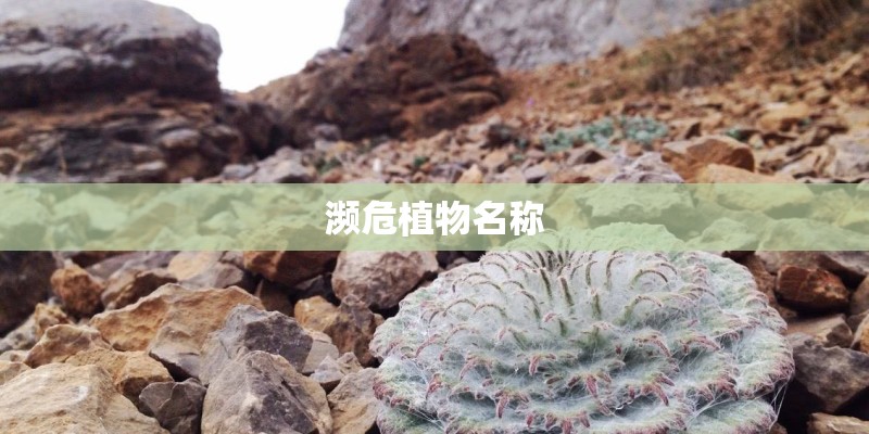 濒危植物名称