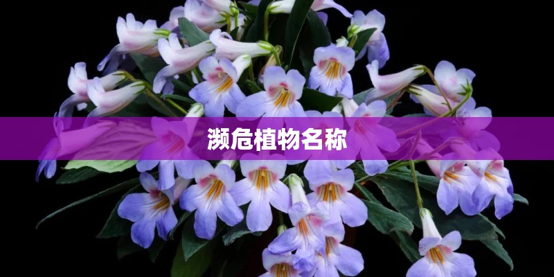 濒危植物名称