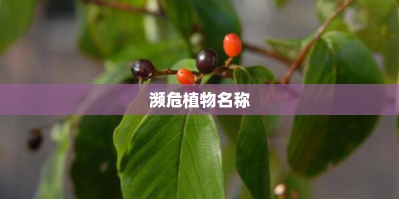 濒危植物名称