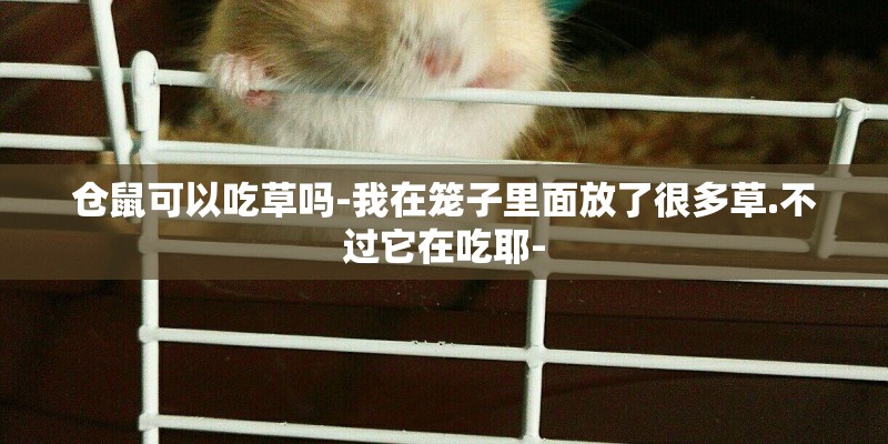 仓鼠可以吃草吗-我在笼子里面放了很多草.不过它在吃耶-