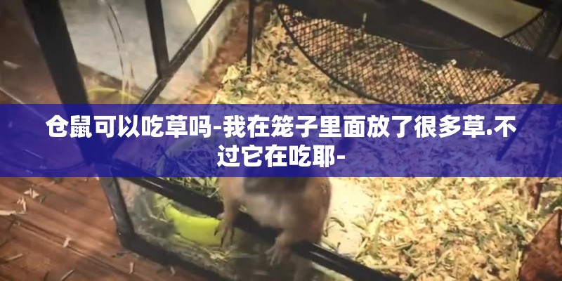仓鼠可以吃草吗-我在笼子里面放了很多草.不过它在吃耶-
