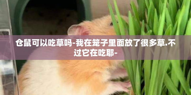 仓鼠可以吃草吗-我在笼子里面放了很多草.不过它在吃耶-
