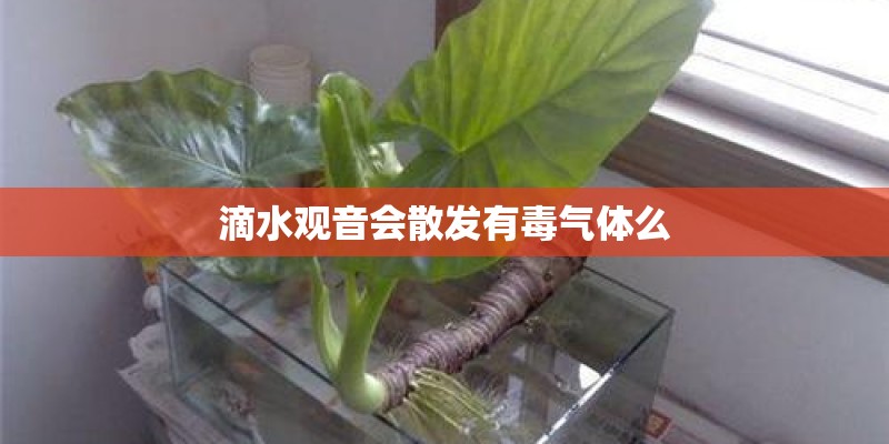 滴水观音会散发有毒气体么 滴水观音会散发有毒气体么