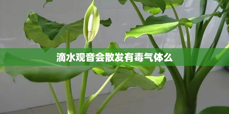 滴水观音会散发有毒气体么 滴水观音会散发有毒气体么