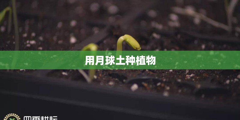 法桐是乔木还是灌木