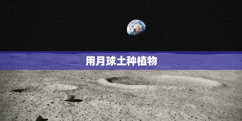 用月球土种植物