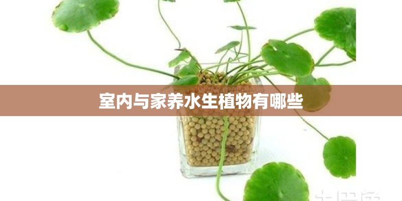 如何选购一架合适的私人飞机