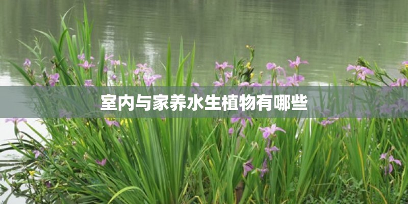室内与家养水生植物有哪些