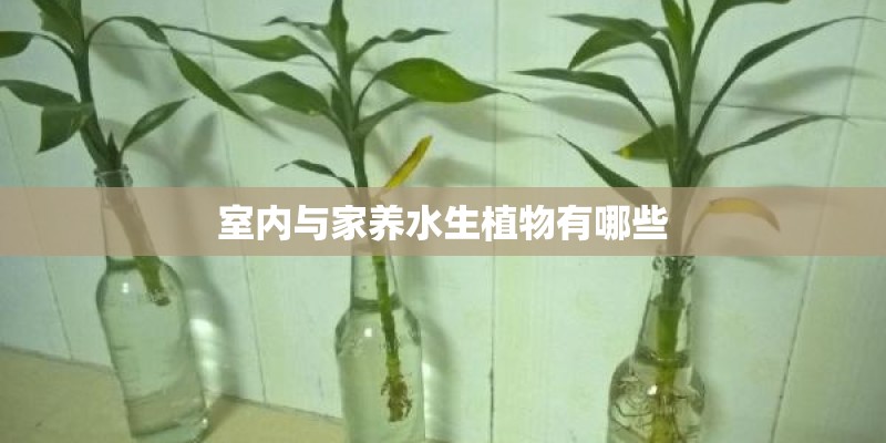室内与家养水生植物有哪些