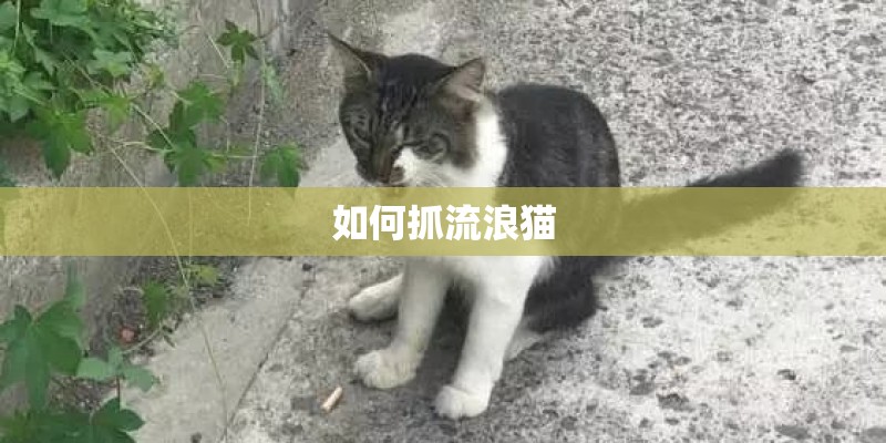 如何抓流浪猫