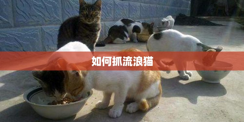 如何抓流浪猫