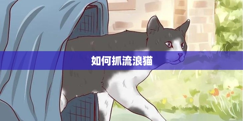 如何抓流浪猫