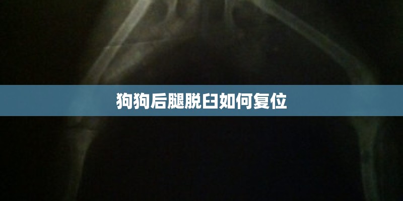 狗狗后腿脱臼如何复位 狗狗后腿脱臼如何复位