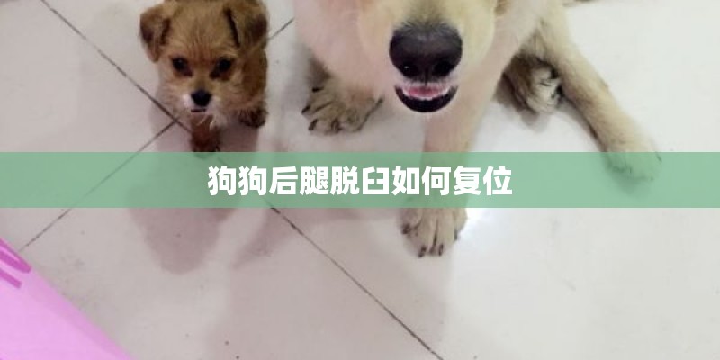 狗狗后腿脱臼如何复位 狗狗后腿脱臼如何复位