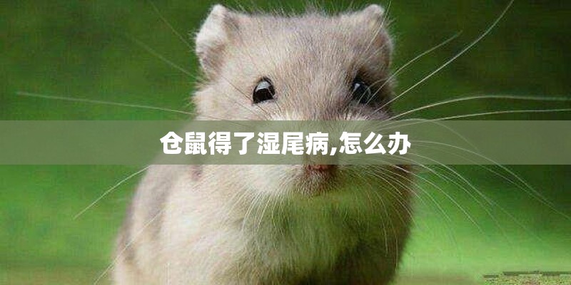 仓鼠得了湿尾病,怎么办