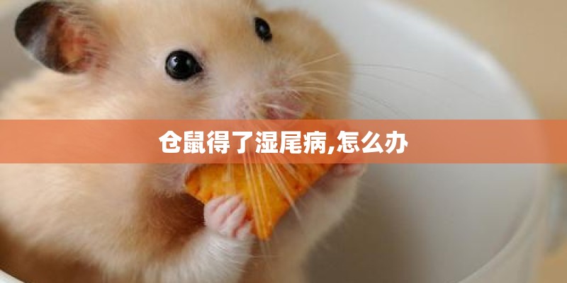 仓鼠得了湿尾病,怎么办