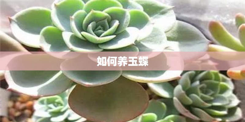 如何养玉蝶