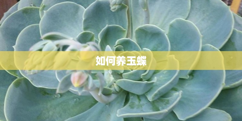 如何养玉蝶