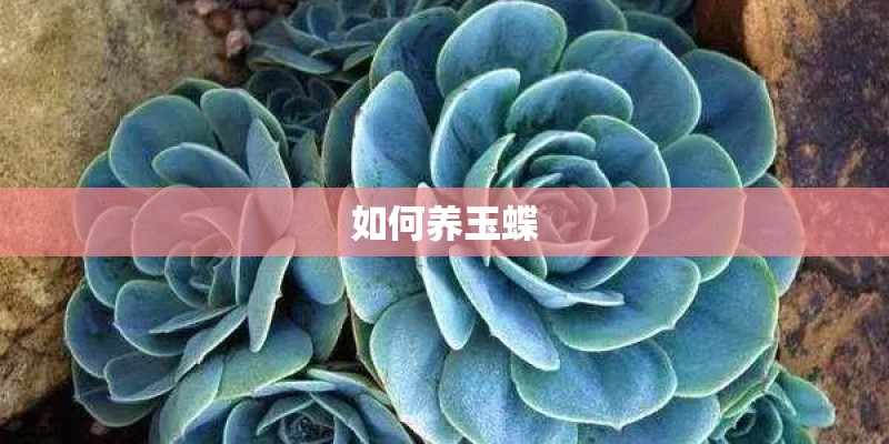 如何养玉蝶
