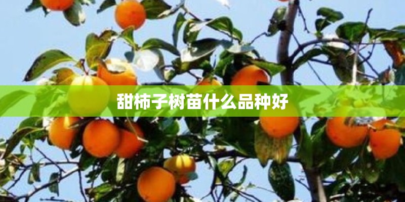 甜柿子树苗什么品种好