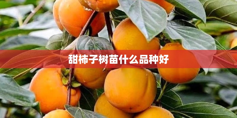 甜柿子树苗什么品种好