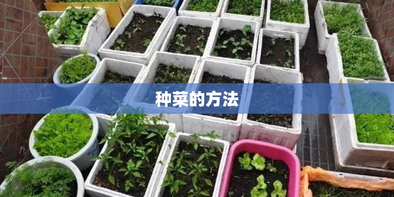 种菜的方法