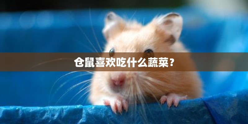 仓鼠喜欢吃什么蔬菜？
