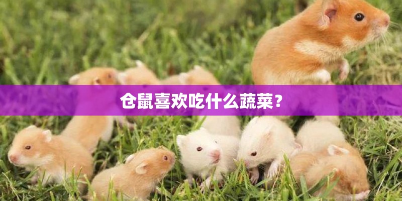 仓鼠喜欢吃什么蔬菜？