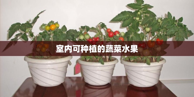 室内可种植的蔬菜水果
