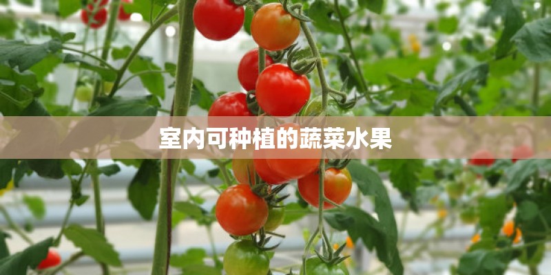 室内可种植的蔬菜水果 室内可种植的蔬菜水果
