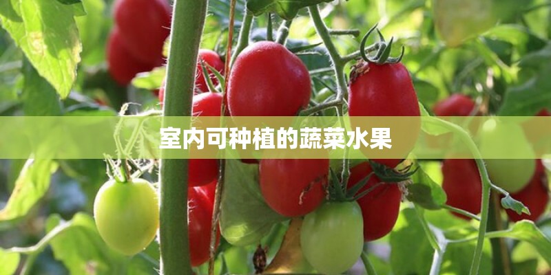 室内可种植的蔬菜水果 室内可种植的蔬菜水果