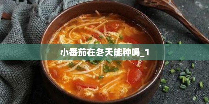 小番茄在冬天能种吗_1