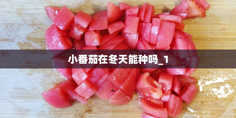 小番茄在冬天能种吗_1