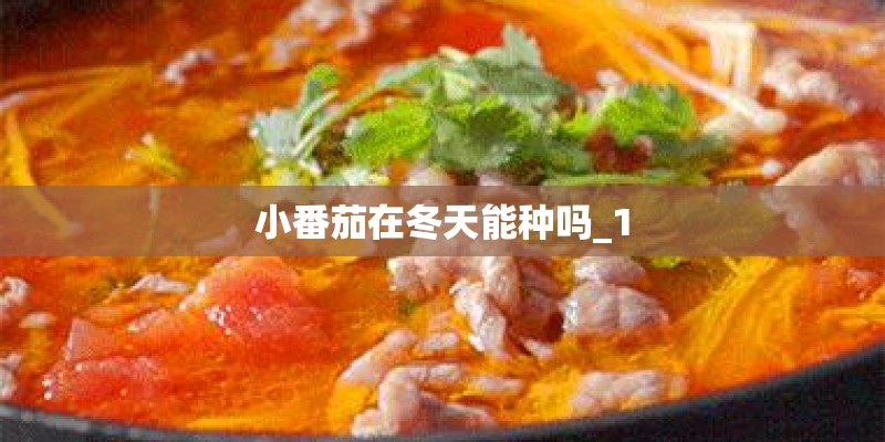 小番茄在冬天能种吗_1