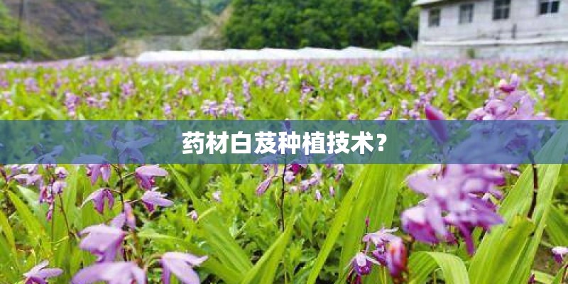 药材白芨种植技术？