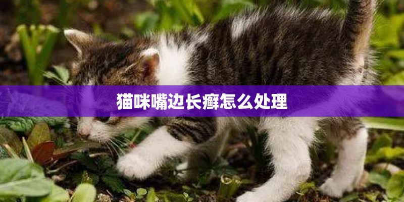 猫咪嘴边长癣怎么处理
