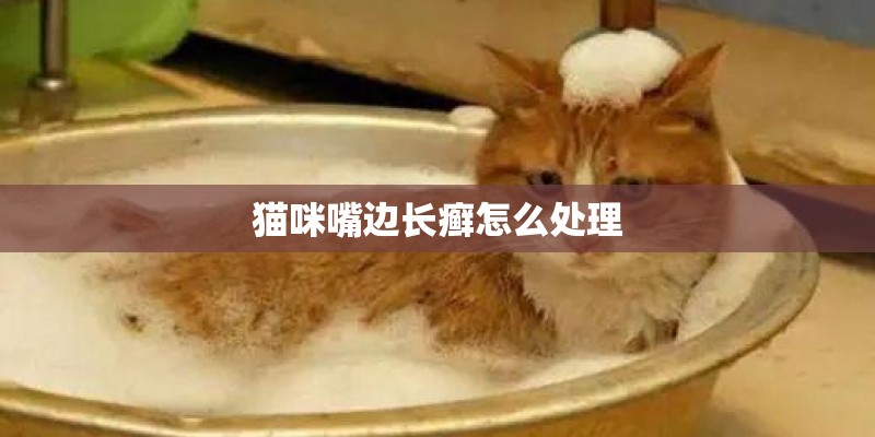 猫咪嘴边长癣怎么处理