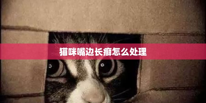 猫咪嘴边长癣怎么处理