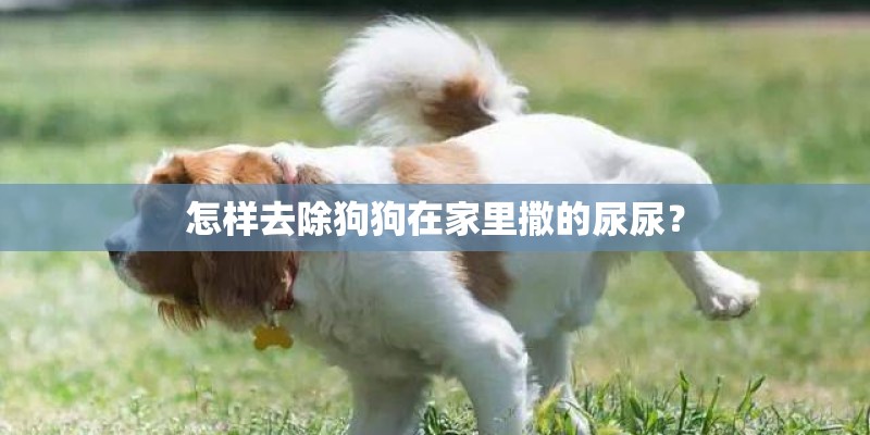 怎样去除狗狗在家里撒的尿尿？