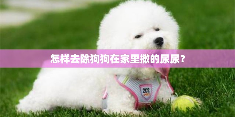 怎样去除狗狗在家里撒的尿尿？