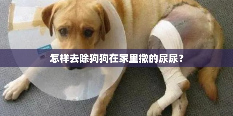 怎样去除狗狗在家里撒的尿尿？