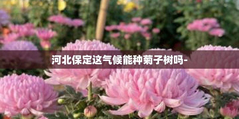 河北保定这气候能种菊子树吗-