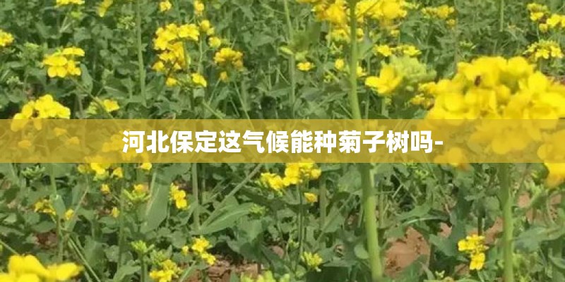 河北保定这气候能种菊子树吗-